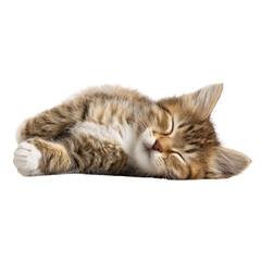 Fototapeta premium Cute kitten sleeping curled up