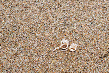 Beach wedding, rings in a shell, background with space for an inscription
