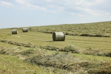 Hay bales on green grass in field