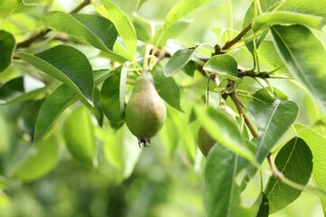 Pear tree branch with fruits in garden, closeup