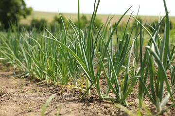 Young green onion sprouts growing in field, closeup
