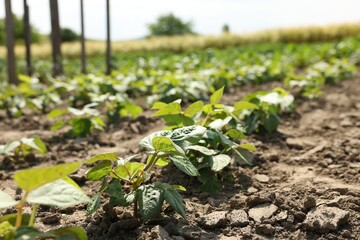 Soy plants with green leaves growing in field, closeup