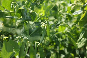 Pea plants with green leaves and pods growing in field, closeup