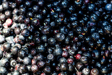 Wild blueberry. Freshly picked organic blueberries