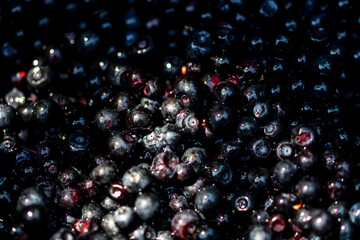 Wild blueberry. Freshly picked organic blueberries