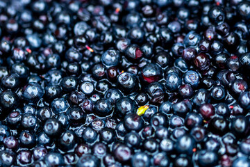 Wild blueberry. Freshly picked organic blueberries
