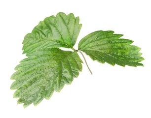 Sprig with green strawberry leaves isolated on white