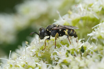 Closeup on a small , nervous digger wasp, Oxybelus trispinosus on a white flower