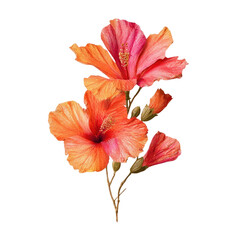 Naklejka premium Vibrant hibiscus blossoms in shades of orange and pink