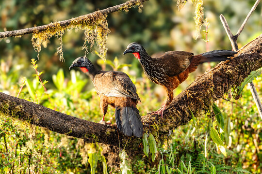 A Cauca Guan (Penelope perspicax) standing on short grass in a forest clearing, Colombia, South America