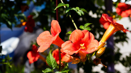 Vibrant orange trumpet flowers bloom amidst lush green foliage in a sunlit garden setting