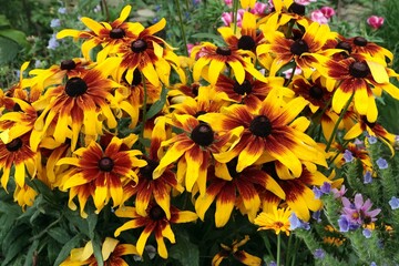 pretty colorful flowers of rudbekia plants in a garden