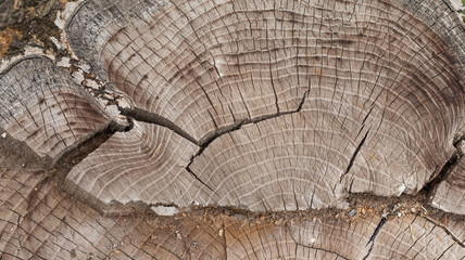 Fototapeta premium Rustic wood stump revealing intricate patterns and textures, echoes of nature's artistry in tranquil outdoor surroundings