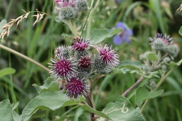 purple flowers of blooming wild plant arctium lappa