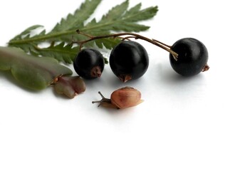 very small snail found between currant fruits close up