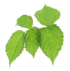 Sprig with green raspberry leaves isolated on white