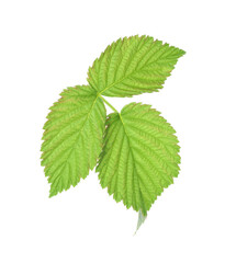 Sprig with green raspberry leaves isolated on white