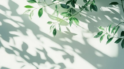 Leaf shadow and tree branch backdrop. Nature leaves tree branch light bokeh shadows sunlight, Blurred shadow from leaf plants on the white wall