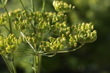 corymbs yellow flowers and growing seeds of Pascinata Sasiva wild plant