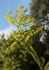 corymbs yellow flowers and growing seeds of Pascinata Sasiva wild plant