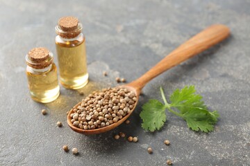 Aromatic oil in bottles, cilantro leaves and coriander seeds on grey table, closeup