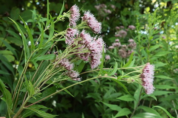 small pink flowers in corymb of wild plant Eupatorium cannabinum-Hemp-agrimony