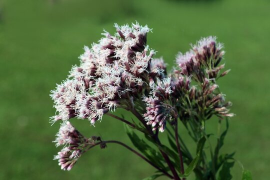 small pink flowers in corymb of wild plant Eupatorium cannabinum-Hemp-agrimony