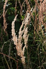 bunch of dried ears of grass on meadow