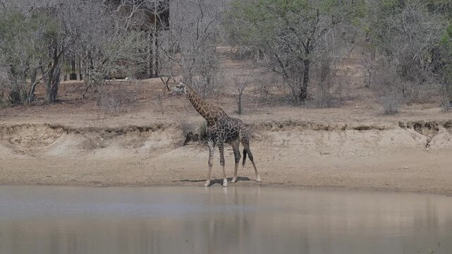 Giraffe beim trinken am Wasserloch vom Kr&uuml;ger National Park - Kruger Nationalpark S&uuml;dafrika