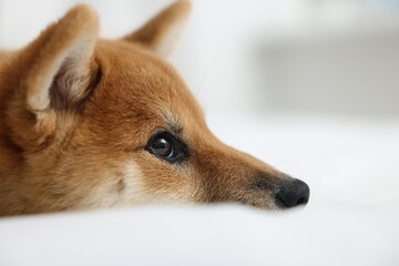 Cute Shiba Inu dog on blurred light background, closeup