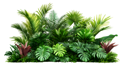 Real tropical garden bushes plant decoration botanical.  isolated on a transparent background