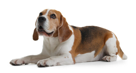 Cute Beagle dog on white background. Adorable pet