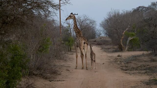 Giraffenkuh mit Jungtier Giraffenkalb 18 Stunden alt im Busch vom Kr&uuml;ger National Park - Kruger Nationalpark S&uuml;dafrika