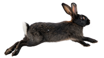 Rabbit, isolated transparent background