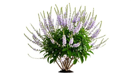 Obraz premium Lush purple flowers on a leafy shrub
