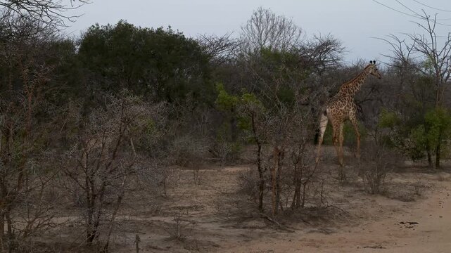 Giraffenkuh mit Jungtier Giraffenkalb 18 Stunden alt im Busch vom Kr&uuml;ger National Park - Kruger Nationalpark S&uuml;dafrika