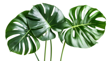 Monstera deliciosa plant isolated on a transparent  background