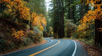 Fototapeta premium Winding road through autumn forest. Fall colors paint the trees along a scenic, curving road. Tall redwood trees line the path
