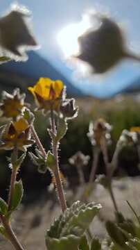Sunlit High Altitude Meadow of Yellow Alpine Wildflowers in Pin Valley National Park, Spiti, Himachal Pradesh &ndash; HD Cinematic Slow Motion B‑roll