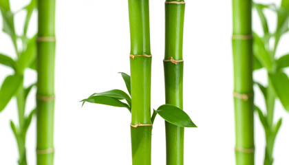Obraz premium bamboo leaves isolated on white