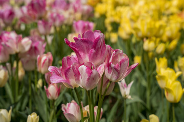 Fototapeta premium Colorful Spring Meadow in Full Bloom – Vibrant Wildflowers Under the Warmth of a Perfect Sunny Day