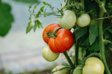 Fresh tomatoes on the vine in a greenhouse, ready for harvesting