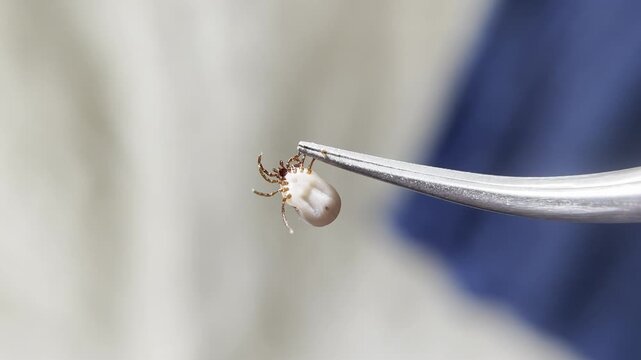 The extracted tick, having drunk blood, is clamped in tweezers and moves its legs. The tick moves in special tweezers. blood-sucking tick close-up.