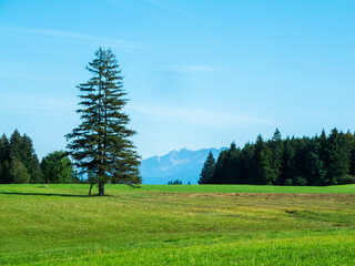 Single double tree in the Allgaeu