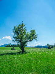 Single plum tree in the Allgaeu