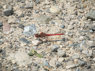 Sympetrum vulgatum on coarse gravel soil