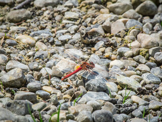 Sympetrum vulgatum diagonally from behind above