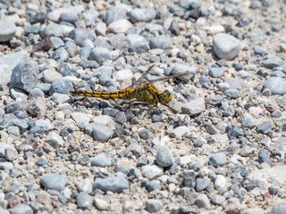 Western clubtail on coarse gravel soil