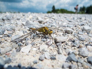 Western clubtail on coarse gravel soil front view
