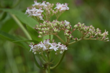flower of a wild flower